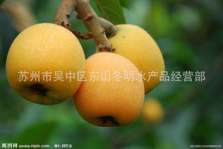 科常绿乔木,是江南早熟水果之一,与杨梅,樱桃并称"初夏果品三姐妹",又